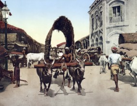 Ceylon, Colombo, Street Scene, Historic, digitally restored reproduction from a 19th century