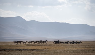 A herd of horses gallops across a meadow at Song Kul mountain lake, Naryn region, Kyrgyzstan, Asia