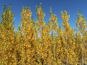 European Aspen (Populus tremula) in autumnal colours. Cultivated for timber. Drone shot. Granada