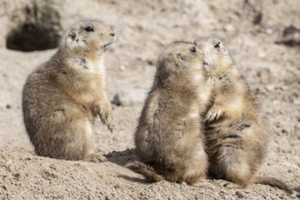 Prairie dogs (Cynomys ludovicianus), Emmen Zoo, Netherlands