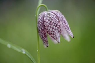 Snake's head fritillary (Fritillaria meleagris), Emsland, Lower Saxony, Germany, Europe