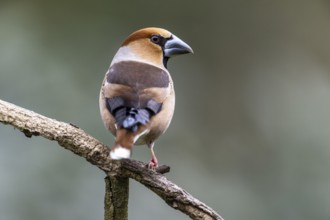 Hawfinch (Coccothraustes coccothraustes), Emsland, Lower Saxony, Germany, Europe