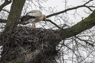 White stork (Ciconia ciconia), nesting in a tree, Nordhorn Zoo, Lower Saxony, Germany, Europe