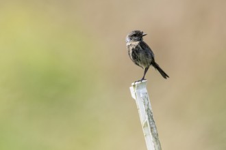 Stonechat (Saxicola rubicula), Emsland, Lower Saxony, Germany, Europe