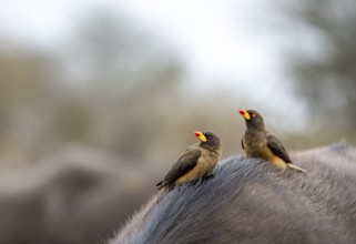 Yellow-billed oxpecker (Buphagus africanus) on the back of a african buffalo (Syncerus caffer