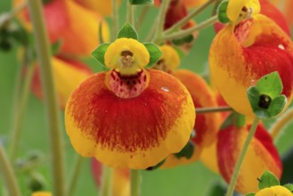 Slipper flower (Calceolaria Hybride), flowering, Elllerstadt, Germany, Europe