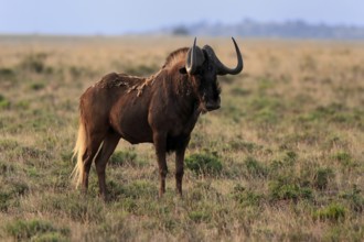 White-tailed wildebeest (Connochaetes gnou), adult, alert, Mountain Zebra National Park, Eastern