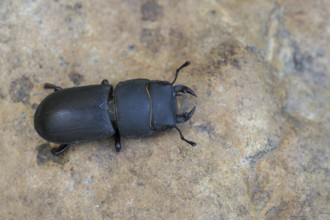 A lesser stag beetle (Dorcus parallelipipedus) crawling over a brown ground, Hesse, Germany, Europe