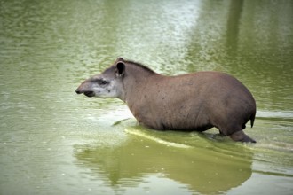 Lowland tapir (Tapirus terrestris), adlut, water, Pantanal, Brazil, South America