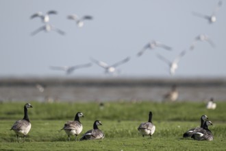 Grazing barnacle geese or barnacle geese (Branta leucopsis), Hauke-Haien-Koog nature reserve, North