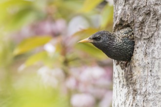 A common starling (Sturnus vulgaris) peers curiously out of its breeding den, Hesse, Germany,