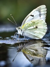 Close-up of a cabbage white butterfly (Pieris rapae), with its fine, pale wings and the subtle