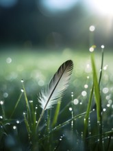 A lone feather resting gently on a dew-covered grassy field, with soft morning light illuminating