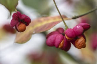 Peacock, spindle bush (Euonymus europaeus), fruit stand, Emsland, Lower Saxony, Germany, Europe