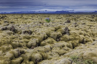 Lupines, lava field, glacier behind, cloudy, Eldhraun, Myrdalsjökull behind, Iceland, Europe