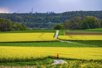 View over Mülheim an der Ruhr, Ickten, rape fields, over the Ruhr heights, to Duisburg-Hüttenheim,