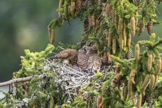 Common kestrel (Falco tinnunculus), female adult bird feeding young birds not yet ready to fly in