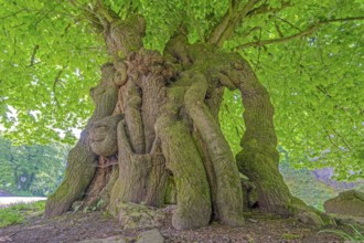 Court lime tree below the Schaumburg Castle Germany