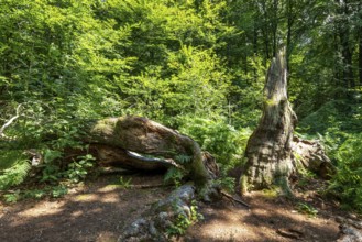 The Sababurg primeval forest, or primeval forest in the Reinhardswald, is a 95-hectare biotope