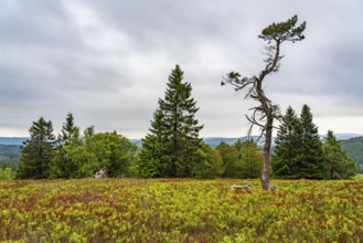 Landscape on the Kahler Asten, mountain, in the Hochsauerland district, Hochheide, North