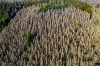 Sauerland, forest dieback, dead spruce trees, caused by the bark beetle, high temperatures, lack of