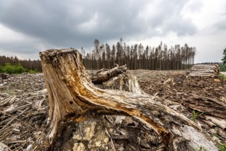 Forest dieback in the Arnsberg Forest nature park Park, over 70 per cent of the spruce trees are