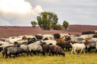 Heidschnucken herd and goats, in the Lüneburg Heath, near Niederhaverbeck, heather blossom of the