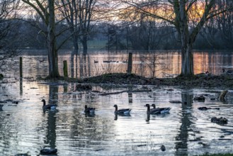 Bislicher Insel nature reserve, floodplain landscape on the Rhine, near Xanten, floods, flooded