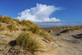 Dune landscape, sand dunes, dune grass in the west of Borkum, island, East Frisia, winter, season,