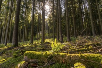 Dense spruce forest, in the Hochsauerland district, near Altastenberg, Sauerland, North