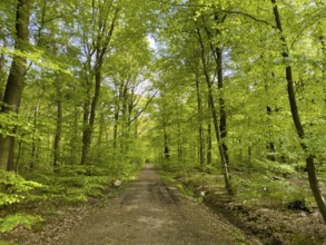 Forest path through beech forest beeches (Fagus) trees deciduous trees sprouting leaves in green