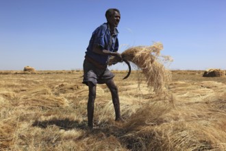 Amhara region, farmers harvesting teff, teff, tef, dwarf millet, Eragrostis tef, seeds are