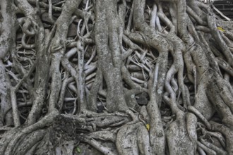 Amhara region, near Gondar, Gonder, aerial roots of the woody figs at the Fasilida's moated castle,