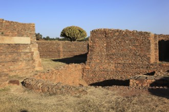 Ruins of the Palace of the Queen of Sheba near Axum, Aksum, Dongur Palace, Euphorbia candelabrum,