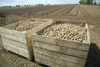 Crates of seed potatoes ready for planting in field, Hemley, Suffolk, England, UK