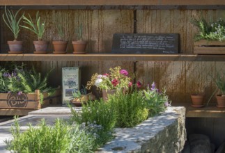 Rustic wooden shelf with clay pots and various plants, a stone table with herbs and a chalkboard in