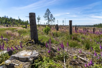 Cleared forest in the Eggegebirge, near Lichtenau, Paderborn district, site of a spruce forest that