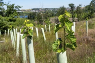 Reforestation in the Arnsberg forest above the Möhnesee, Soest district, tubes as browsing