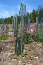 Reforestation in the Arnsberg Forest near Freienohl, Soest district, young oak trees, with browsing