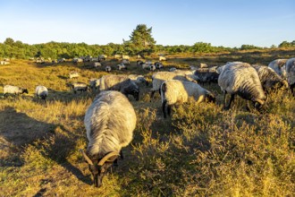 Herd of Heidschnucken, sheep grazing in the Westruper Heide, in the Hohe Mark Westmünsterland