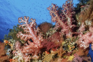 Several colourful soft corals (Dendronephthya) growing in colourful coral reef, Pacific,