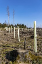 Cleared forest area north of the village of Hirschberg, Soest district, dead spruce stands were