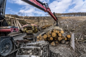 Cleared forest area north of the village of Öventrop, district of Arnsberg, dead spruce stands were