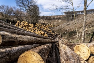 Cleared forest area north of the village of Öventrop, district of Arnsberg, dead spruce stands were