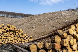 Cleared forest area north of the village of Öventrop, district of Arnsberg, dead spruce stands were