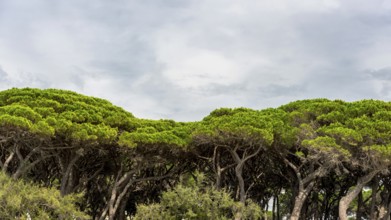 Pine (Pinus pinea), pine forest, pine tree, stone pine, tree, mediterranean, panorama, Italy,