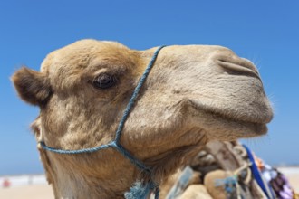 Dromedary (Camelus dromedarius), Arabian camel in head portrait, head, animal, farm animal, detail,