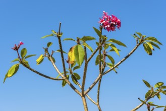 Frangipani (Plumeria), plant, shrub, flora, garden, botany, botanical, blossom, flowering, garden