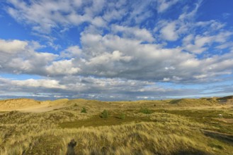 Amrum Island, landscape Germany, dune, dunes, grass, structure, form, vegetation, Amrum, Amrum