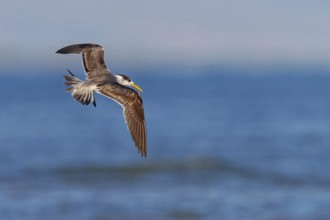 Caspian Tern, flight photo, (Thalasseus bergii), East Khawr / Khawr Ad Dahariz, Salalah, Dhofar,